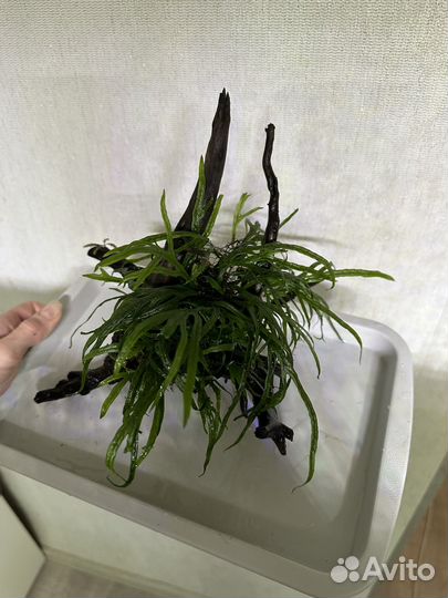 Коряги с папоротником