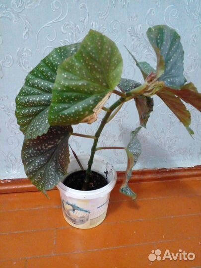 Диффенбахия