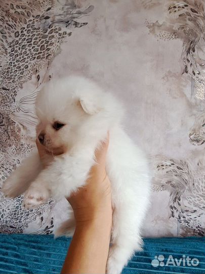 Белые комочки шпица