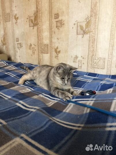 Кошка Алиса в добрые руки