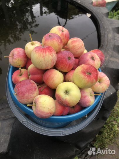 Яблоки Триумф