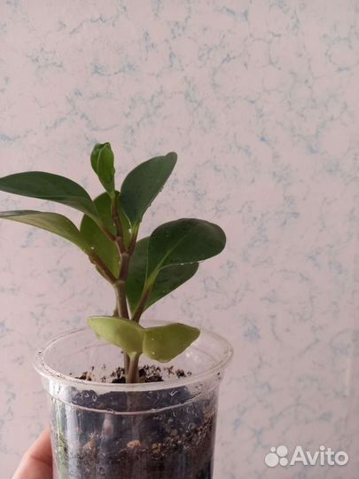 Комнатные растения