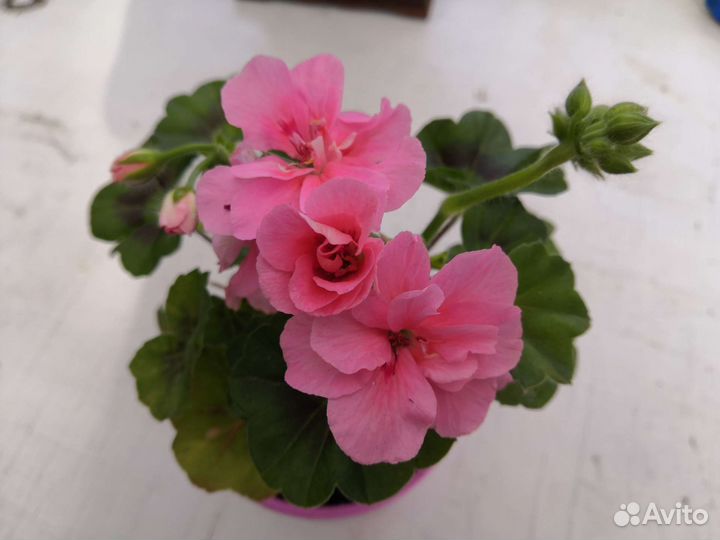 Пеларгония герань