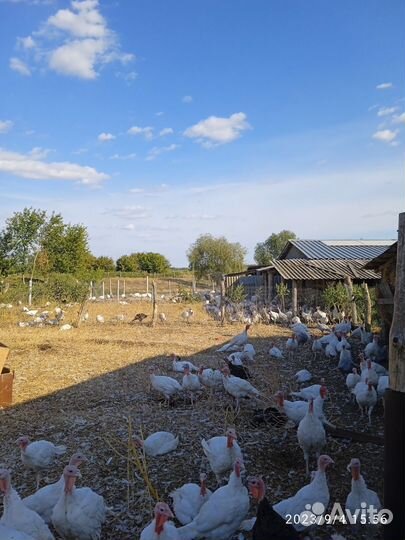 Индейка на мясо