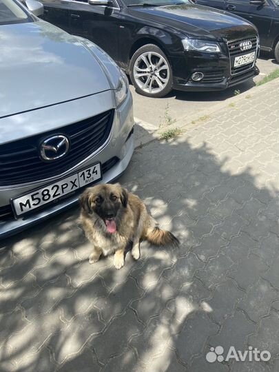 Собаки бесплатно в добрые руки