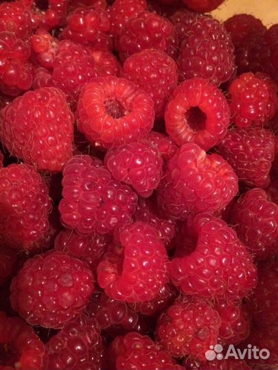 Продаю малину