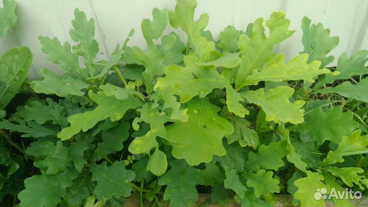 Дуб саженцы