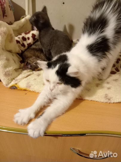 Котик только в самые заботливые руки