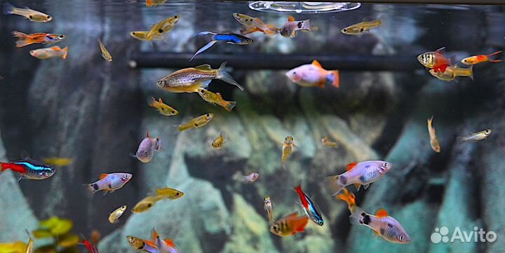 Аквариумные рыбки отдам бесплатно