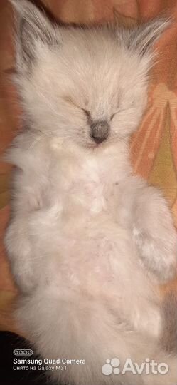 Котенок