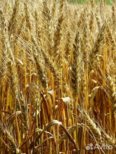 Пшеница яровая