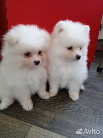 Щенки шпица