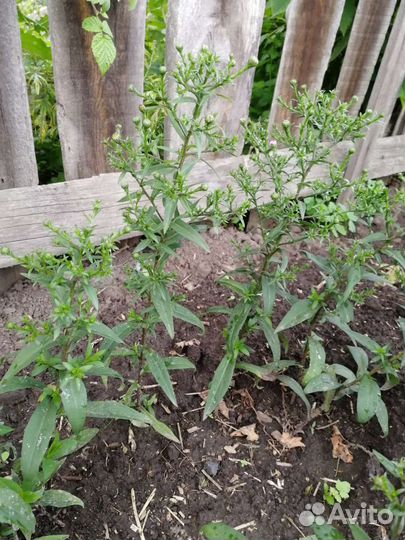 Сентябринка, астра осенняя, астра новобельгийская