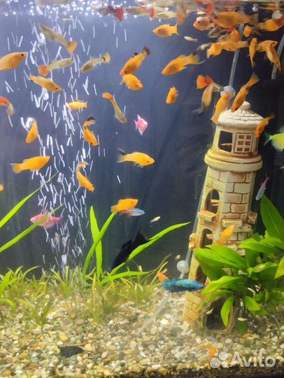 Моллинезии