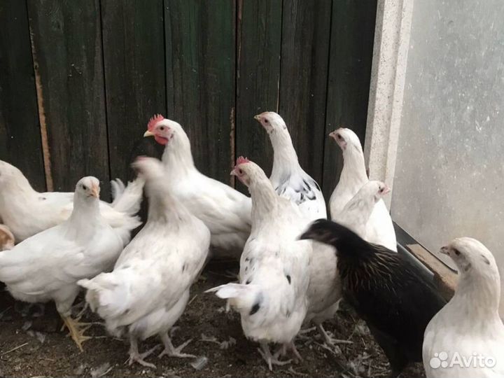 Куры-несушки