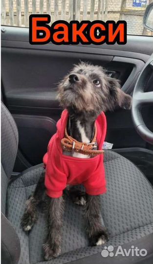 Отдам бесплатно маленькую собаку