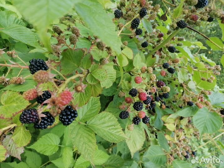 Ежевика саженцы, зимостойкая