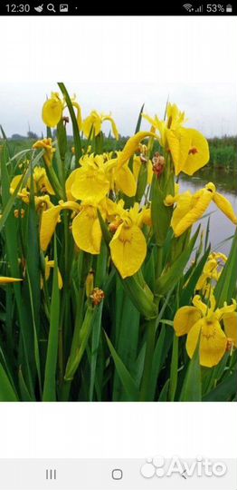 Ирис болотный