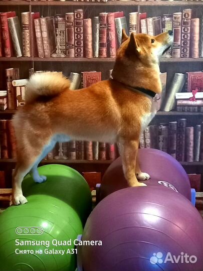 Дрессировка и воспитание собак