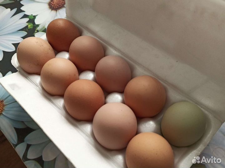 Яйца перепелиные