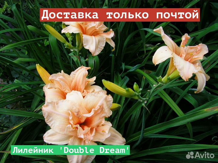 Лилейник Double Dream