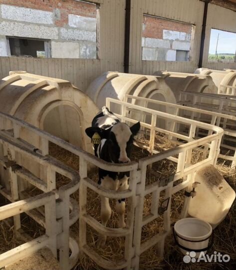 Бычки. Телята