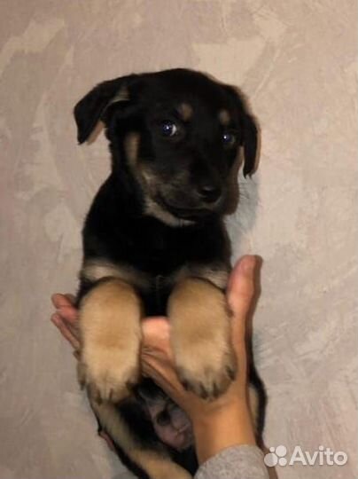 Щенок от очень умной собаки