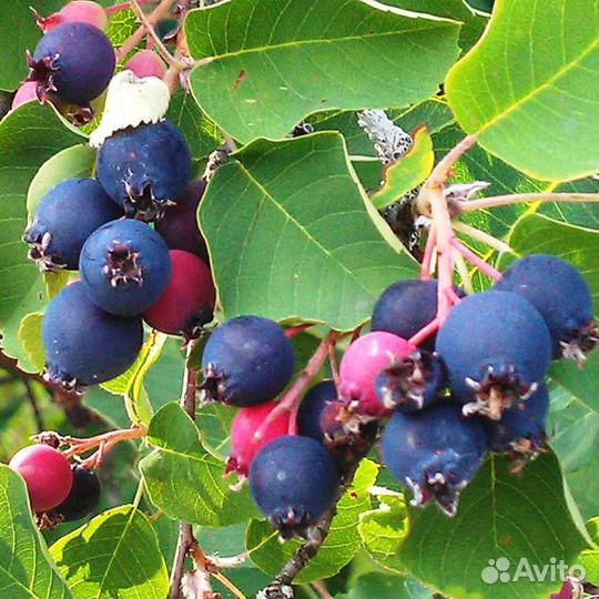 Ирга саженец 2-х летка