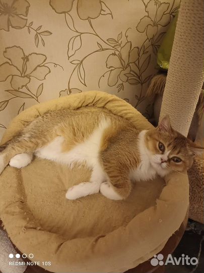 Продажа шотландских котят