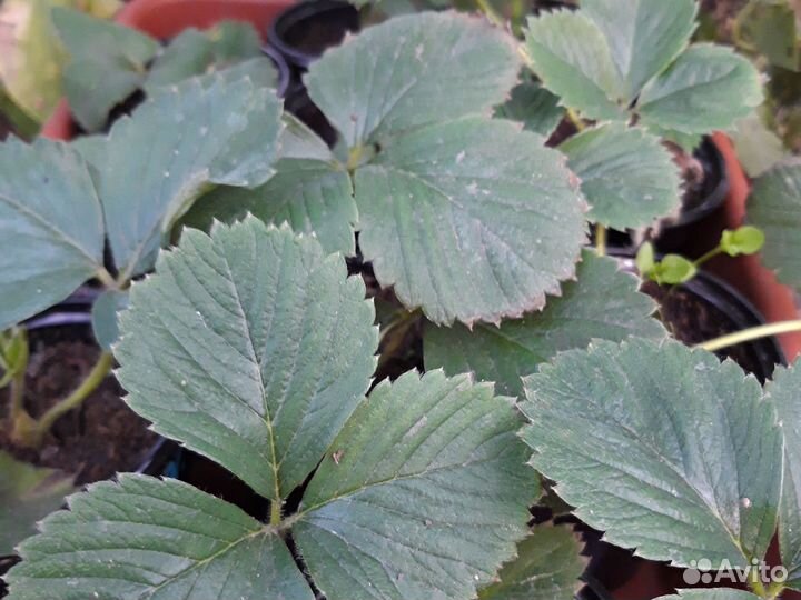 Смородины,земляники крупной саженцы