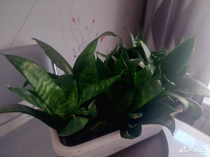 Сансевиерия Ханни