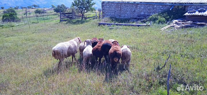 Овцы бараны