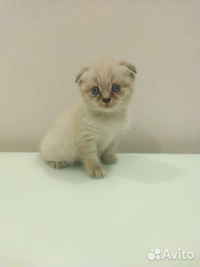 Шотландские вислоухие котята