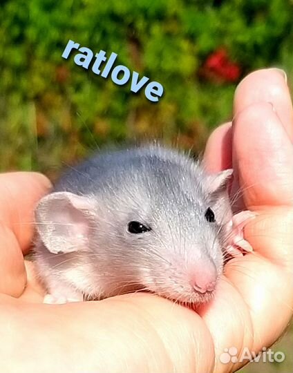 Крысята голубые дамбо