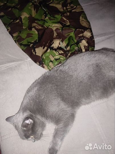 Камуфляжные штаны