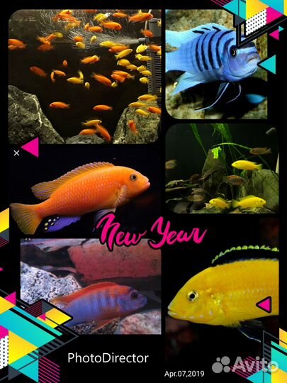 Рыбки.цихлиды 100-200