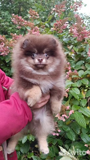 Немецкий шпиц