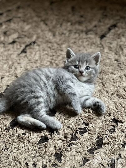 Кошка в дар