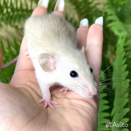 Крыса Дамбо. Крысята стандарт. Большой выбор