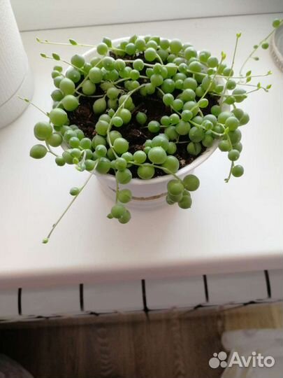 Крестовник роули