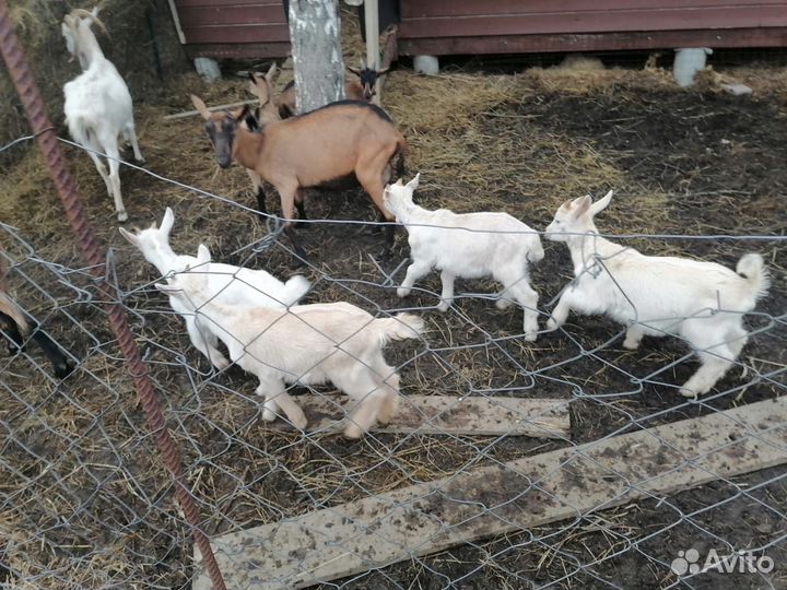 Козлята чехи и козочки обычные