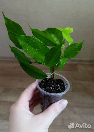 Фикус Бенджамина, Плющевидный минима
