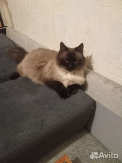 Отдадим кота