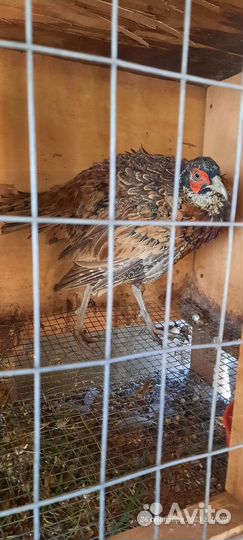 Фазан охотничий/самцы