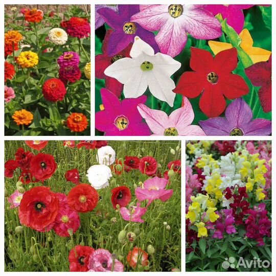 Семена однолетних цветов