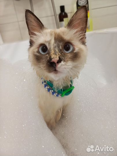 Котята без породы