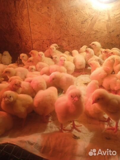 Цыплята бройлеры суточные, 7,10,14 дней