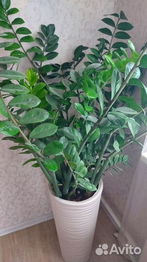 Замиокулькас