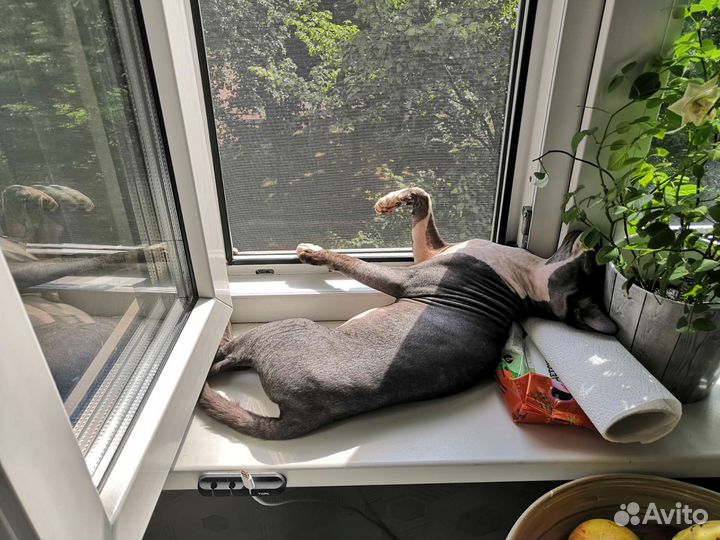 Канадский сфинкс бесплатно