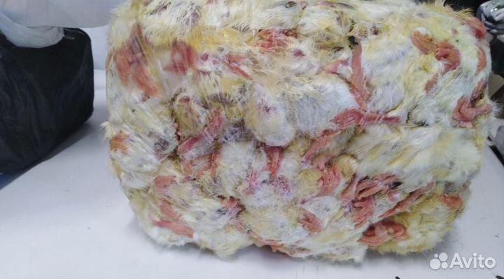 Цыплята суточные замороженные